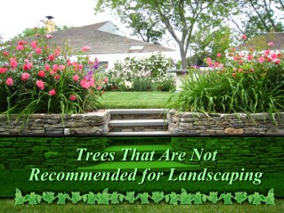 Trees That Are Not Recommended for Landscaping