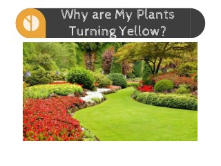 Why are My Plants Turning Yellow?