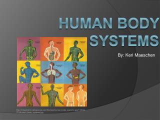 Human body systems