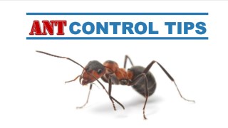 Ant Control Tips