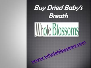 Buy Dried Baby's Breath - www.wholeblossoms.com