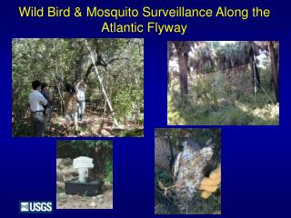 Wild Bird & Mosquito Surveillance Along the Atlantic Flyway