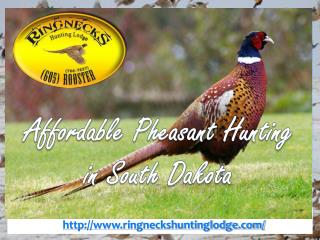 Affordable Pheasant Hunting in South Dakota