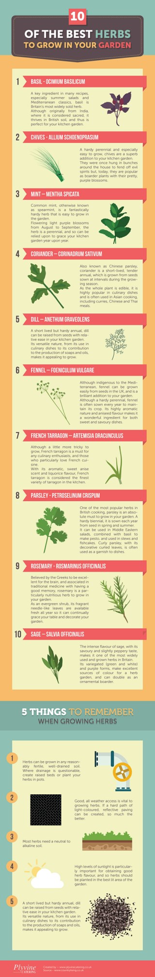10 of the Best Herbs to Grow in Your Garden