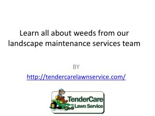 Learn all about weeds from our landscape maintenance services team