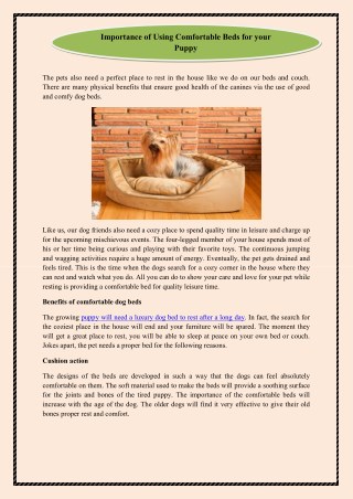 Importance of Using Comfortable Beds for your Puppy