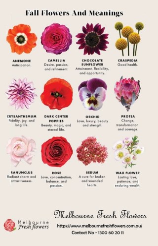Discover most popular flowers and there meaning – Infographic