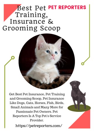 Best Pet Training, Insurance & Grooming Scoop