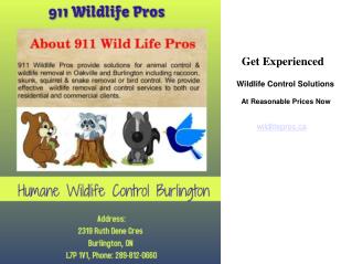 Wildlife Control Experts In Burlington