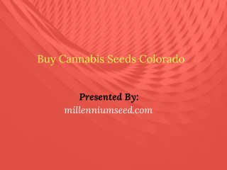 Buy Cannabis Seeds Colorado