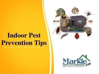 Indoor Pest Prevention Tips