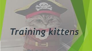 Training kittens