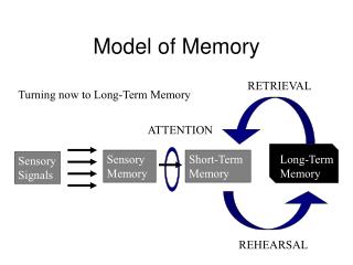PPT - Short-Term vs Long-Term Memory PowerPoint Presentation - ID:2849443