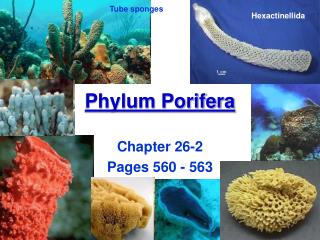 Phylum Porifera