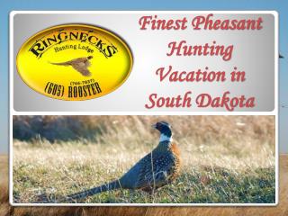 Finest Pheasant Hunting Vacation in South Dakota