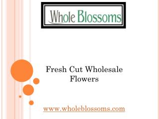 Fresh Cut Wholesale Flowers - Wholeblossoms