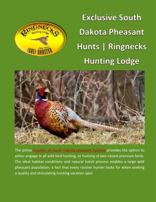 Exclusive South Dakota Pheasant Hunts | Ringnecks Hunting Lodge