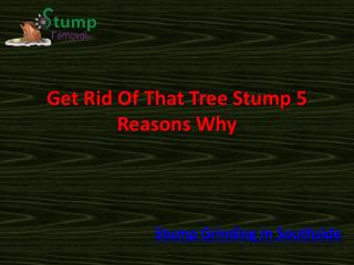 Get Rid Of That Tree Stump 5 Reasons Why