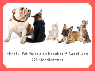 Pet Care Services in wellington Area