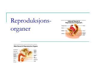 penis glans organer ytre av ppt powerpoint presentation nerver pning og