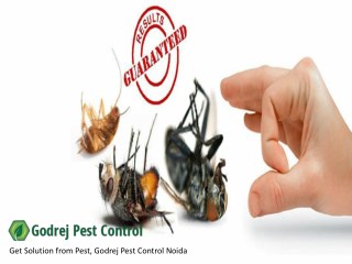 Get Solution from Pest, Godrej Pest Control Noida