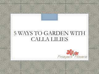 5 ways to Gardening with Calla Lilies | Prospect Flowers