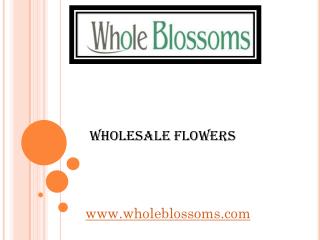 Wholesale Flowers - wholeblossoms