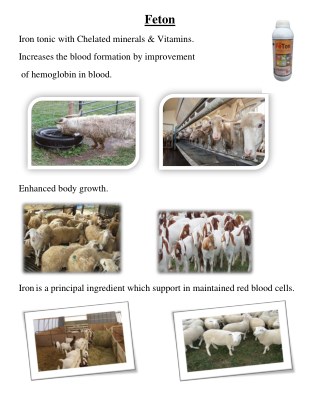 Goat Feed supplement