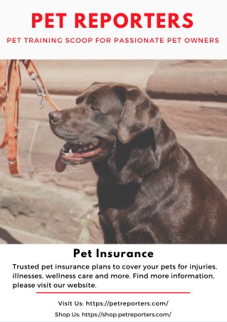 Pet Insurance