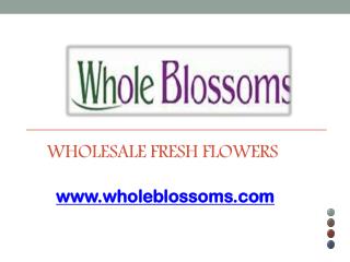 Wholesale Fresh Flowers - www.wholeblossoms.com