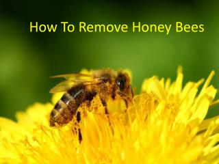 How to Remove Honey Bees