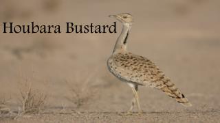 Houbara Bustard - Houbarafund