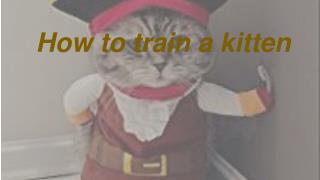 How to train a kitten