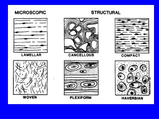 Form and Function of Bone