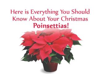 Here is Everything You Should Know About Your Christmas Poinsettias!