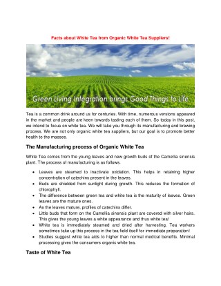 Facts about White Tea from Organic White Tea Suppliers!