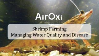 Shrimp Farming - Managing water quality and disease