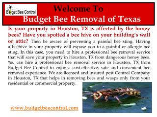 Bee Hive Removal