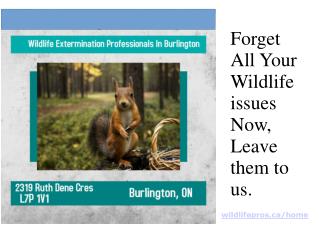 Wildlife Control Solutions In Burlington, Ontario