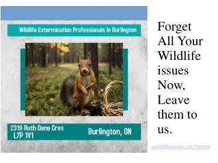 Wildlife Control Solutions In Burlington, Ontario