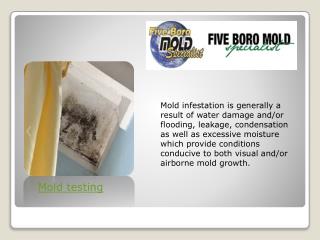 Mold removal brooklyn ny