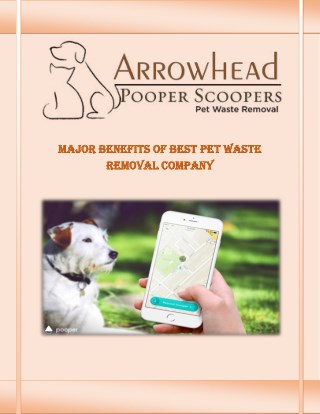 Best Dog Odor Removal Surprise