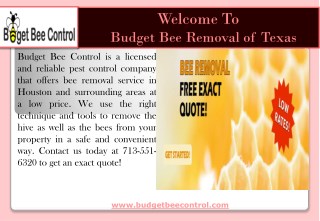 Bee Control Houston| Budget Bee Control