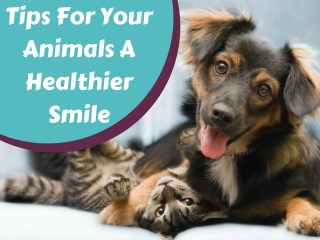 Affordable Pet Vaccines Services in Wellington