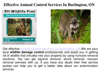 Animal Damage Control Burlington ON