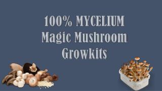100% MYCELIUM Magic Mushroom Growkit