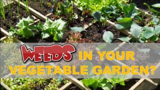 Weeds in Your Vegetable Garden