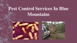 Pest Control Services In Blue Mountains