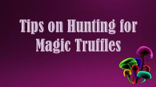 Tips on Hunting for Magic Truffles
