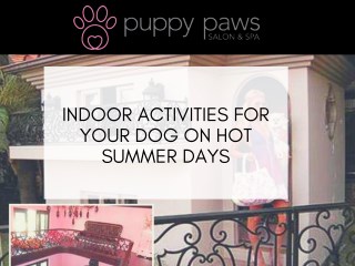 Indoor Activities For your Dog On Hot Summer Days
